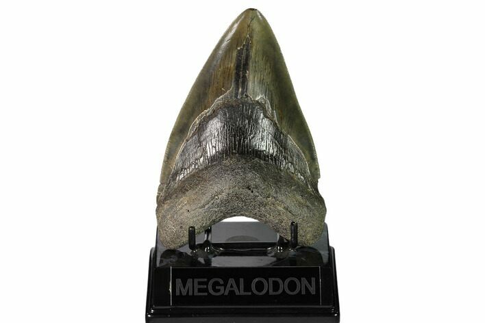 Fossil Megalodon Tooth - South Carolina #149418